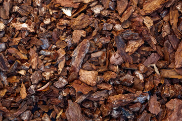 Chips of the bark of a tree close-up as a background.