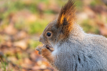 Autumn squirrel with nut on green grass with fallen yellow leaves