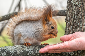 Obraz premium A squirrel in the spring or autumn eats nuts from a human hand. Eurasian red squirrel, Sciurus vulgaris