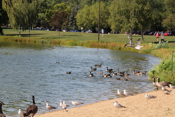 Geese On The Lake, William Hawrelak Park, Edmonton, Alberta