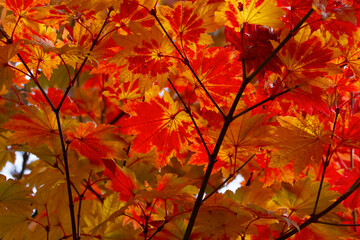 もみじ　紅葉　箕面公園