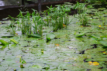 The leaves of a yellow water lily on the water.