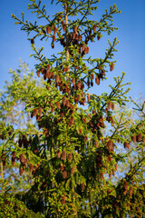 Spruce with cones on a blue sky background.