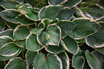 Plant leaves in close-up. Plants in close-up.