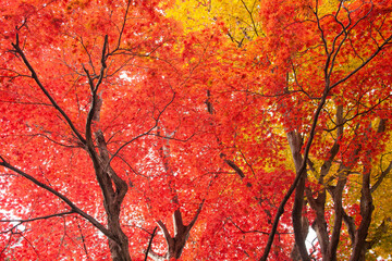 もみじ　紅葉　箕面公園