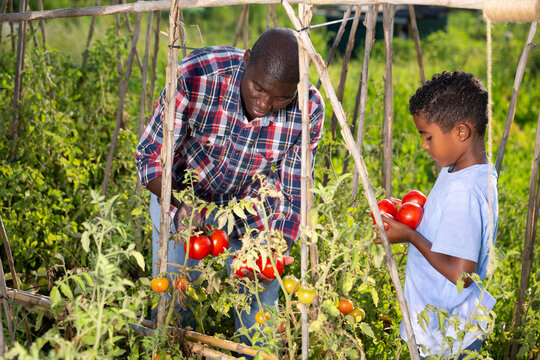 Father and son harvesting tomatoes on plantation. High quality photo