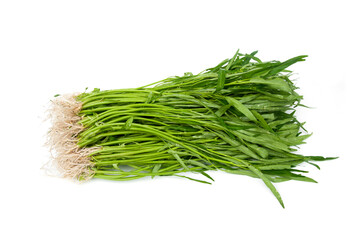 Morning glory isolated on white background. Morning glory white rust fungus Cause Albugo ipomoea-aquaticae Sawada.