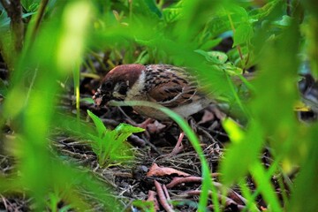 sparrow