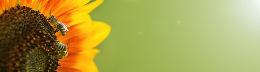 Bee and flower. Close-up shot of bees collecting honey on orange flower on a green background, macro. Summer and spring backgrounds