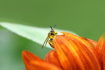 Wasp and flower. Large striped wasp sits on a red-orange flower