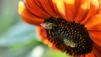 .Bee and flower. Close up of striped big bees collecting pollen on red flower on a Sunny bright day, macro
