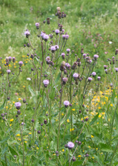 Creeping thistle flowers in the wild