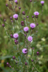 Creeping thistle flowers in the wild