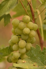 Muscat grapes hanging from vin