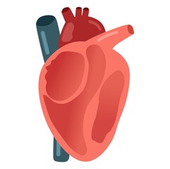 Vector illustration of a heart and its internal structure, suitable for advertising health and education products