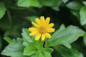 A yellow Singapore daisy flower on the roadside(closed up)