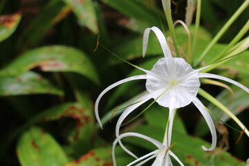 シンガポールの植物・ヒメノカリス（スパイダーリリー）