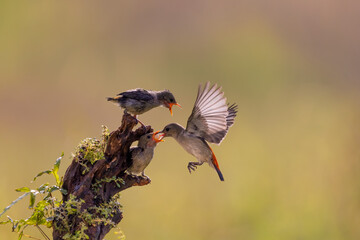 Beautiful bird hovering  for feeding her chick in the bright morning with bokeh background.