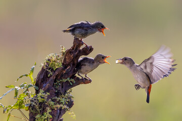 Beautiful bird hovering  for feeding her chick in the bright morning with bokeh background.