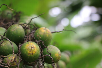 Close up of Areca catechu (Dwarf)