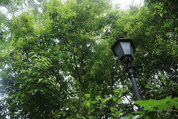 Fresh greens and street lamp with shiny shine.