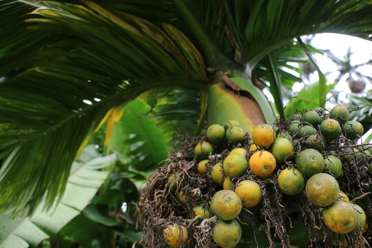Close up of Areca catechu (Dwarf)