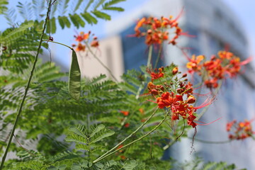 Roadside tropical flower (Caesalpinia pulcherrima) 