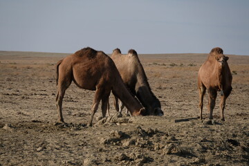 Camels on a sandy desert territory near the Aral Sea.