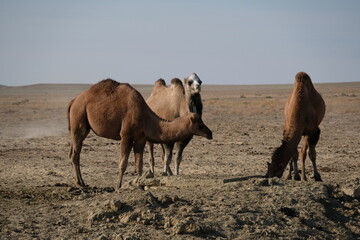 Camels on a sandy desert territory near the Aral Sea.