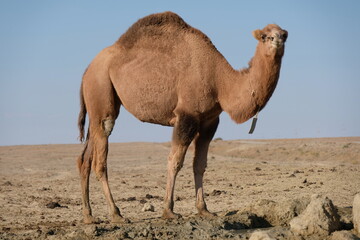 Camels on a sandy desert territory near the Aral Sea.