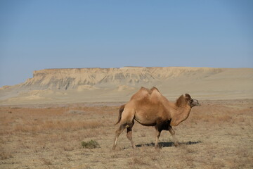 Camels on a sandy desert territory near the Aral Sea.