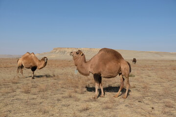 Camels on a sandy desert territory near the Aral Sea.