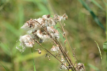 Creeping thistle seeds closeup view with selective focus on foreground