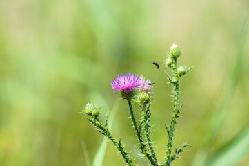 Single creeping thistle in bloom closeup view with selective focus