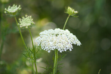 Wild carrot in bloom closeup view with selective focus on foreground