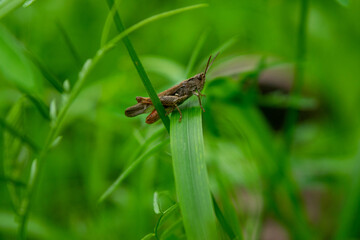 Fototapeta na wymiar Grasshopper in the green grass, close-up, selective focus.