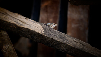 Old male Oriental garden lizard resting on a weathered timber plank. © nilanka