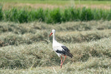 Obraz na płótnie Canvas White stork standing in the hay on the meadow. With shadow, viewed from the side
