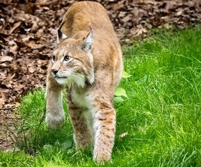 lynx in the snow