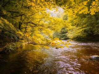 river in autumn