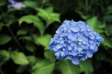 紫陽花