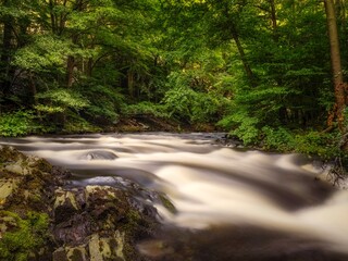 Fototapeta premium river in the forest