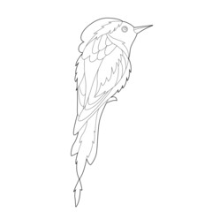 Contour linear illustration for coloring book with paradise bird. Beautiful tropical exotic bird,  anti stress picture. Line art design for adult or kids  in zen-tangle style and coloring page.