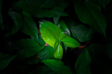 green leaves