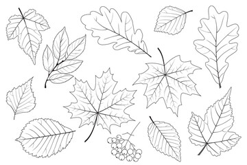 Set of contour leaves and berries