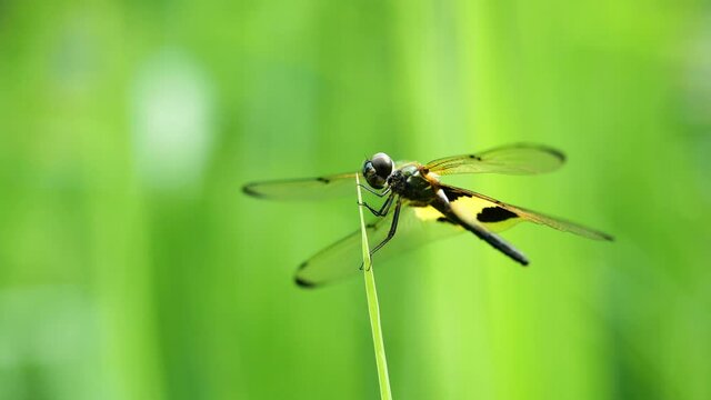 Yellow - barred flutterer ( Rhyothemis phyllis ) dragonfly with brown pattern on the side of the body , Predator insects on leaf with natural green background , Yellow and black pattern on wing