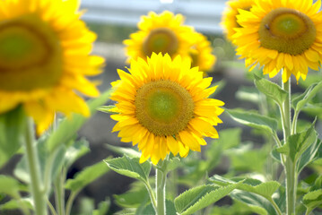Fototapeta premium 黄色い向日葵の花