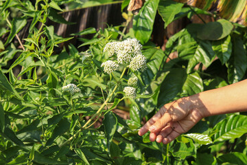 hand picking white Eupatorium odoratum or Siam Weed flowers
