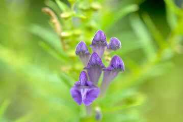 紫色のコガネバナの花