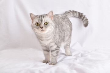 A gray striped cat stands on a white background.